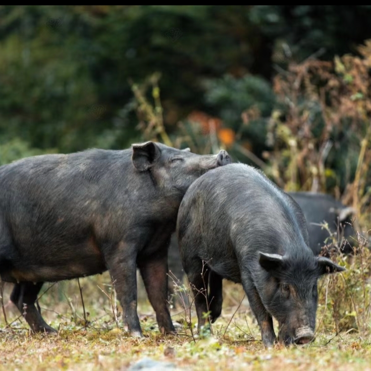 【现场称重】张老师农家粮食喂养黑毛土猪顺丰包邮
