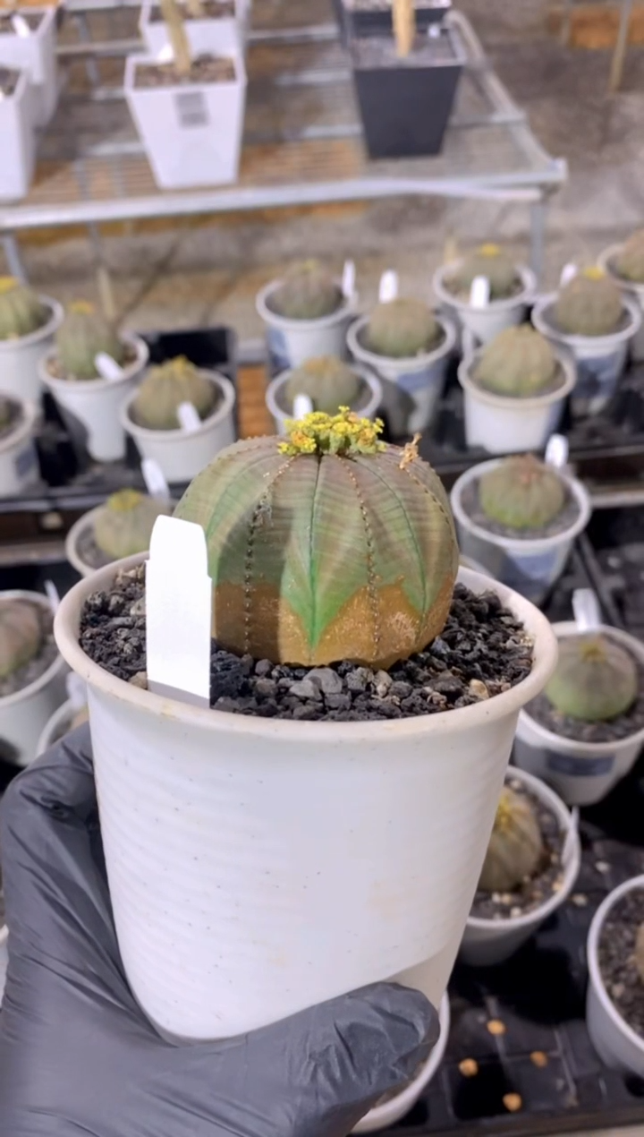 【闪购商品】布纹球FA-8973