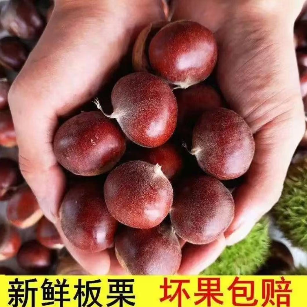【买三斤送两斤】现摘现发老品种板栗香糯可口送栗爪