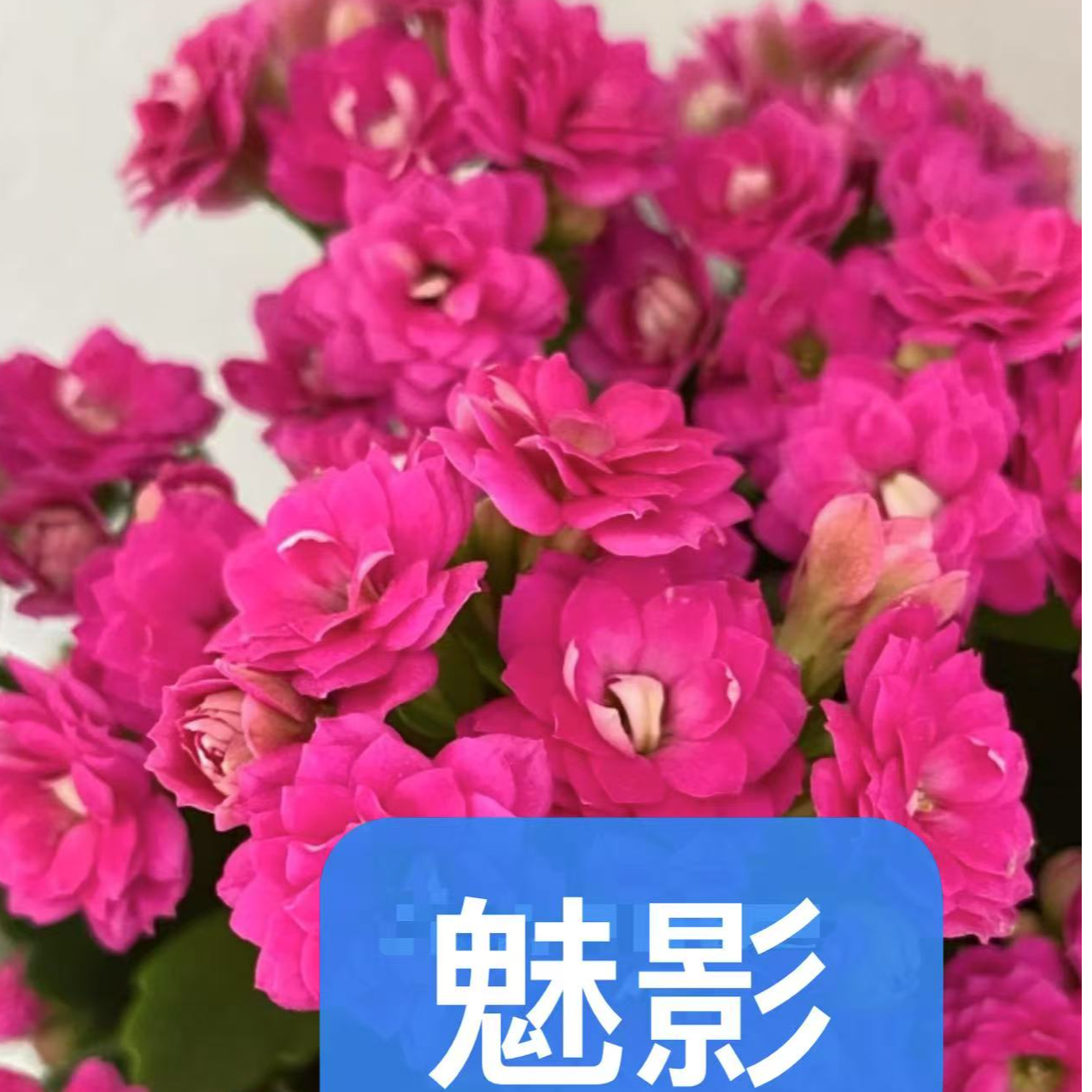 130魅影长寿花  
