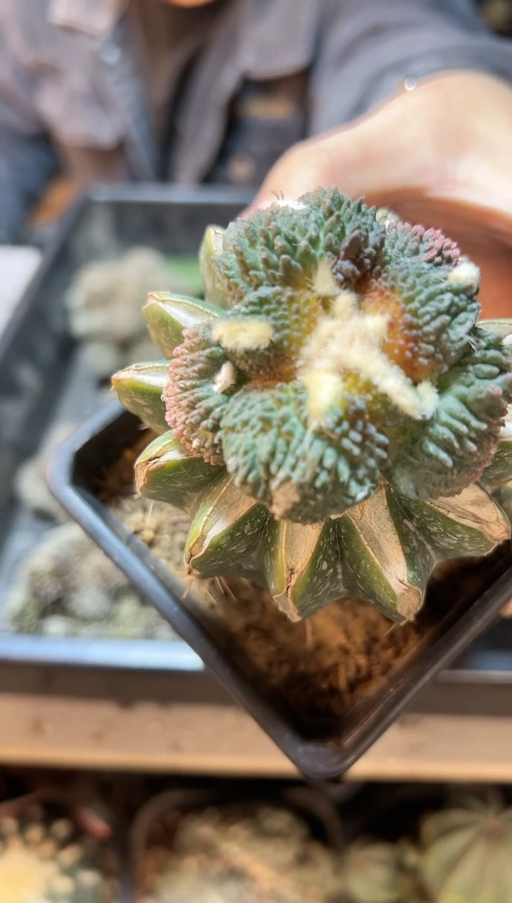 【闪购商品】17号苗接无根哥斯拉爆尤粉锦5公分草球