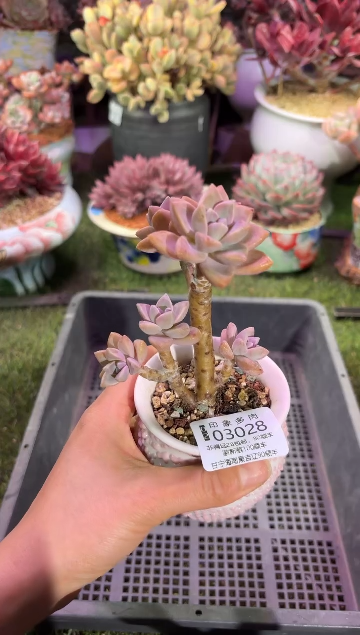 【闪购商品】03028