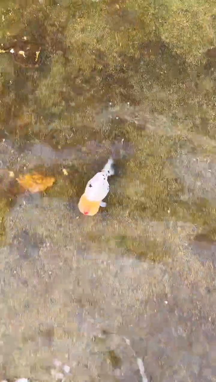 金鱼睿*锅水娃娃观赏鱼兰寿金鱼  不包邮