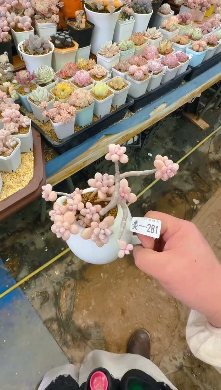 美—281—仙农（小爱)带盆