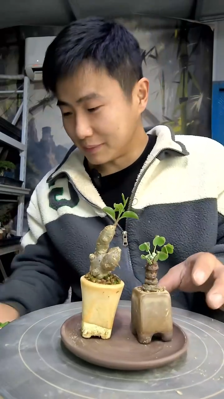 陌*訫中青园艺一物一拍花69