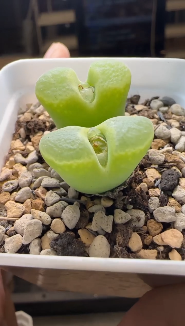 【闪购商品】21-102墨绿体白窗