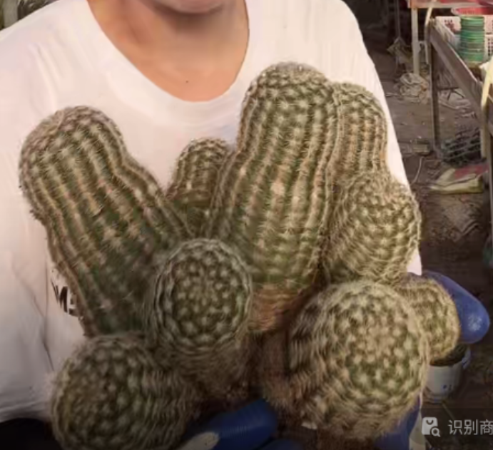 二妹园艺【 1棵   老桩群生虾   非实生 】 脱土随机发货