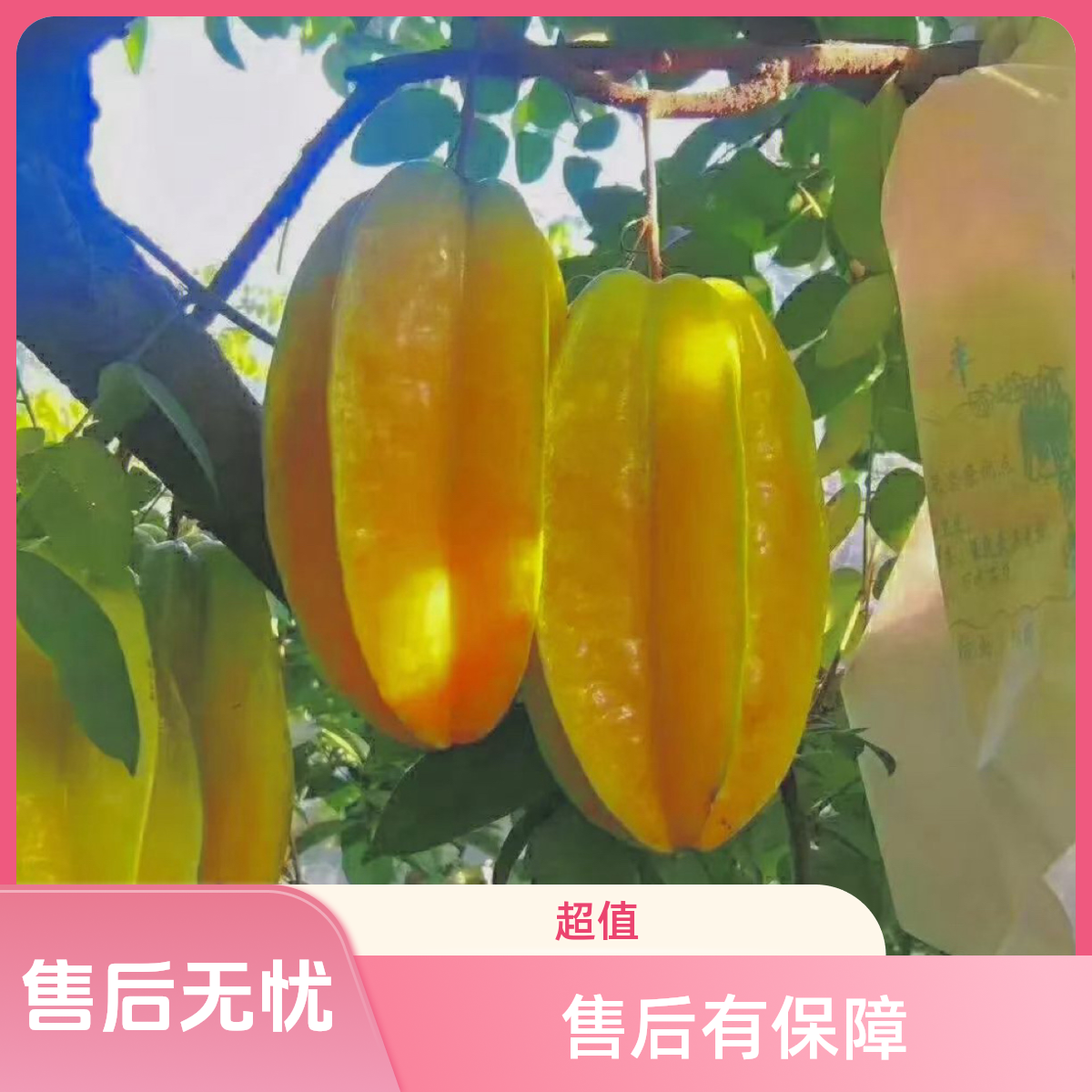 汕尾市陆丰市华侨农场马来西亚品种红心甜杨桃