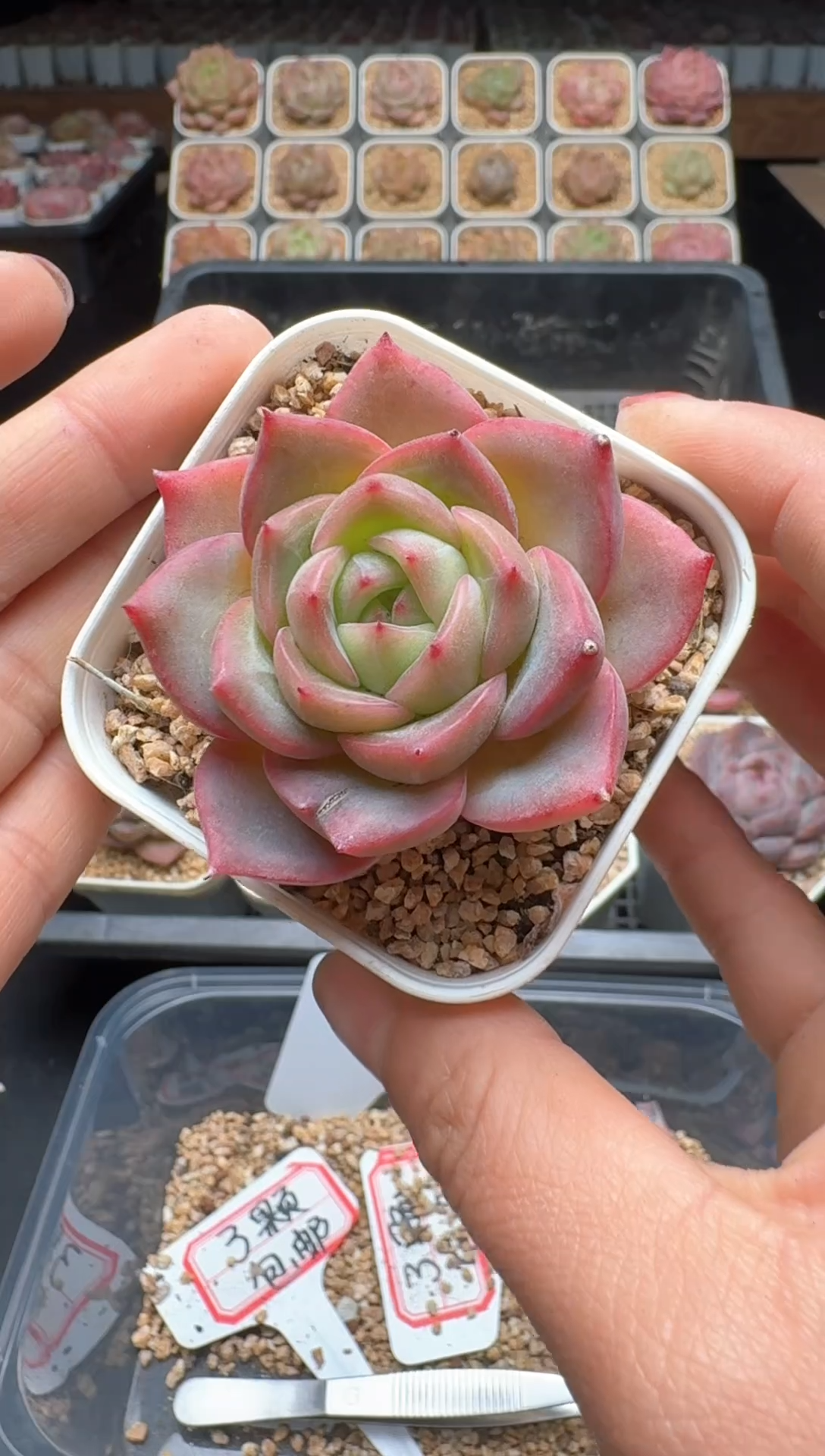 【闪购商品】298号 珍妮杂交多肉 花卉植物