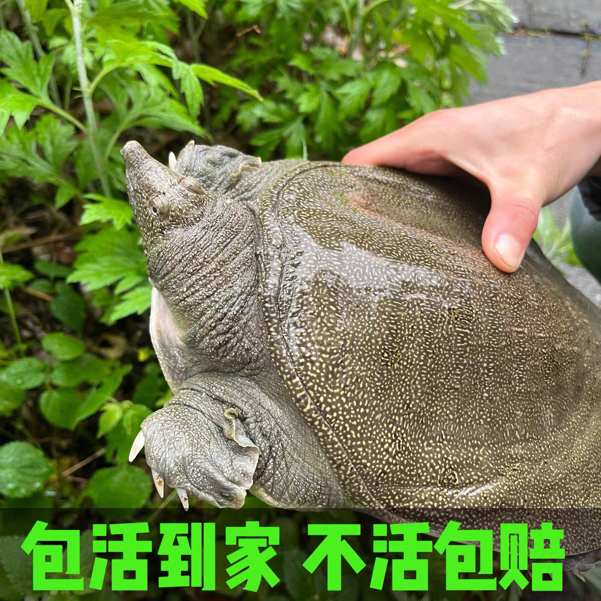 3只装共5~6斤重，到手不低于5斤外塘仿生态养殖甲鱼青黑背顺丰包邮