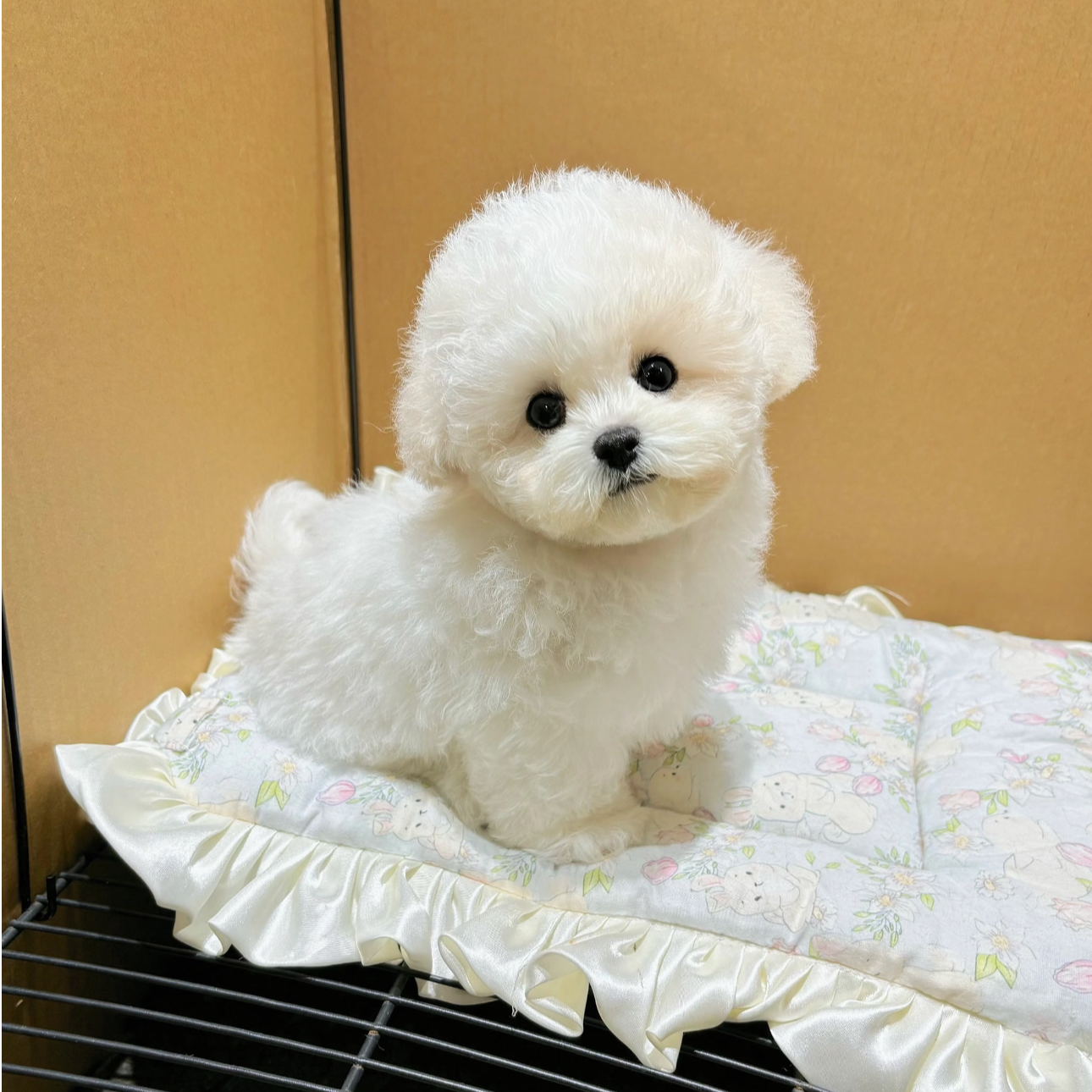 小体比熊金毛柯基雪纳瑞博美宠物活体狗狗