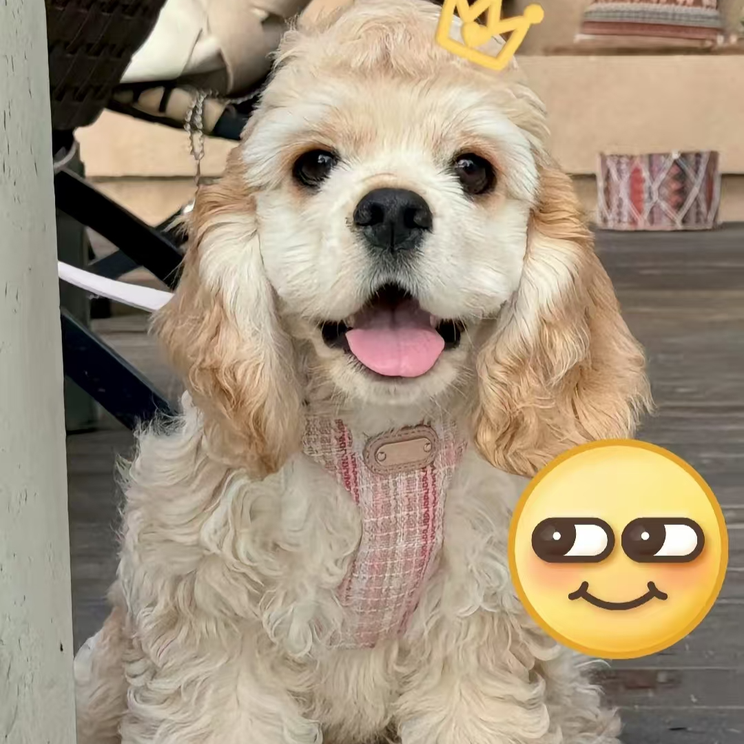 宠物犬活体狗狗美国可卡犬链接美卡狗狗