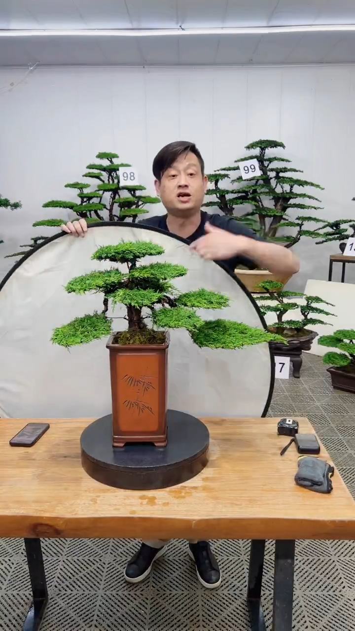 无花朵造型盆景一物一拍