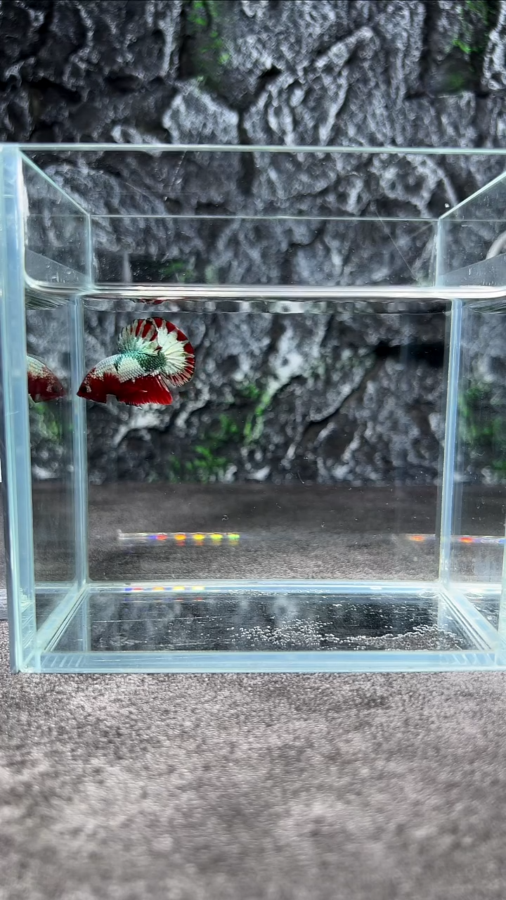 斗鱼竞拍链接A115