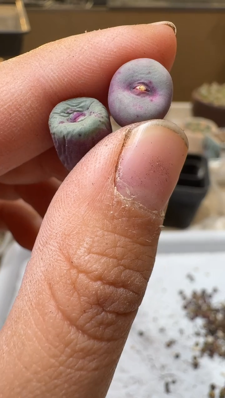 芝*多肉植物肉锥4-382