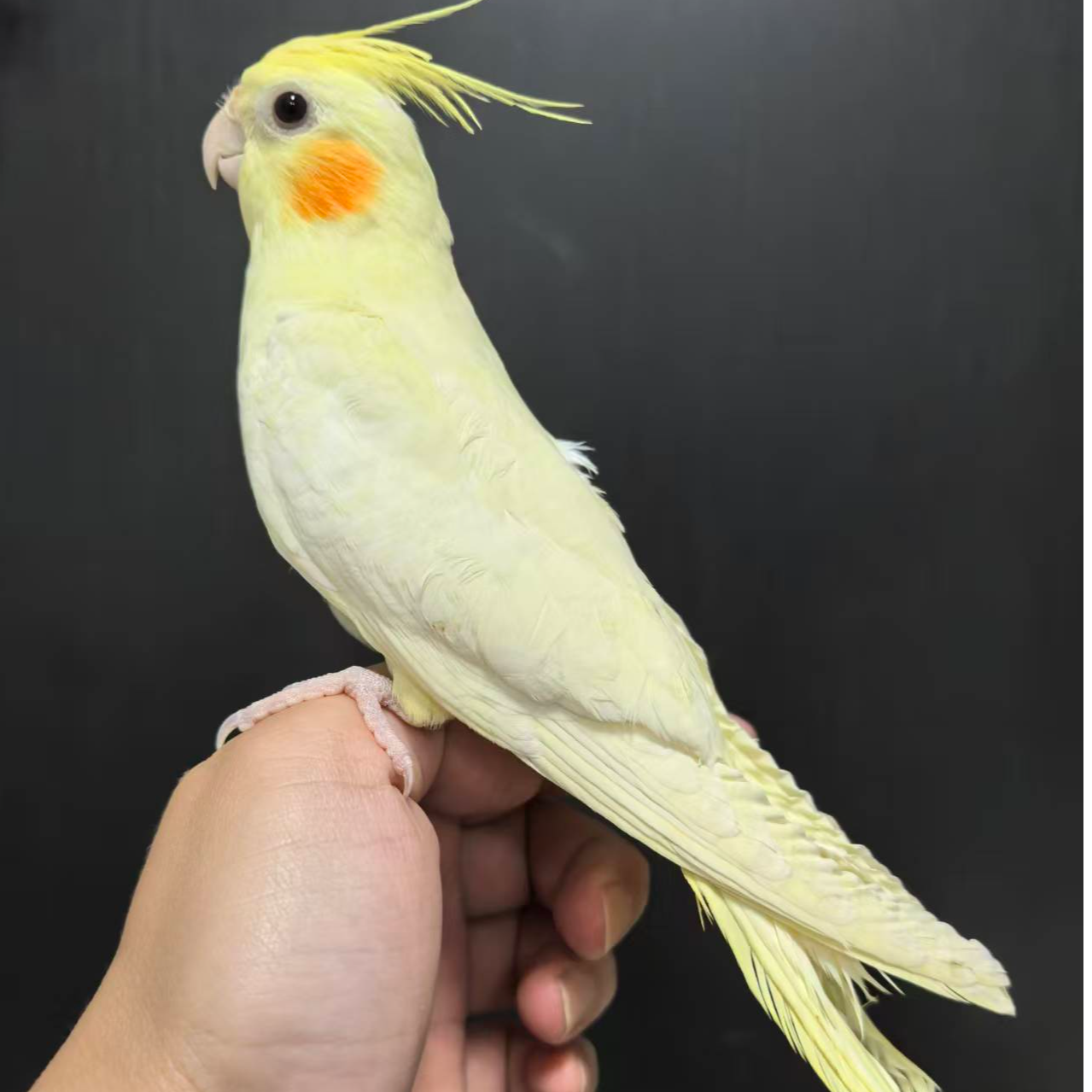 手养可爱粘人玄凤鹦鹉雏鸟半毛活体宠物（签收后48小时售后）