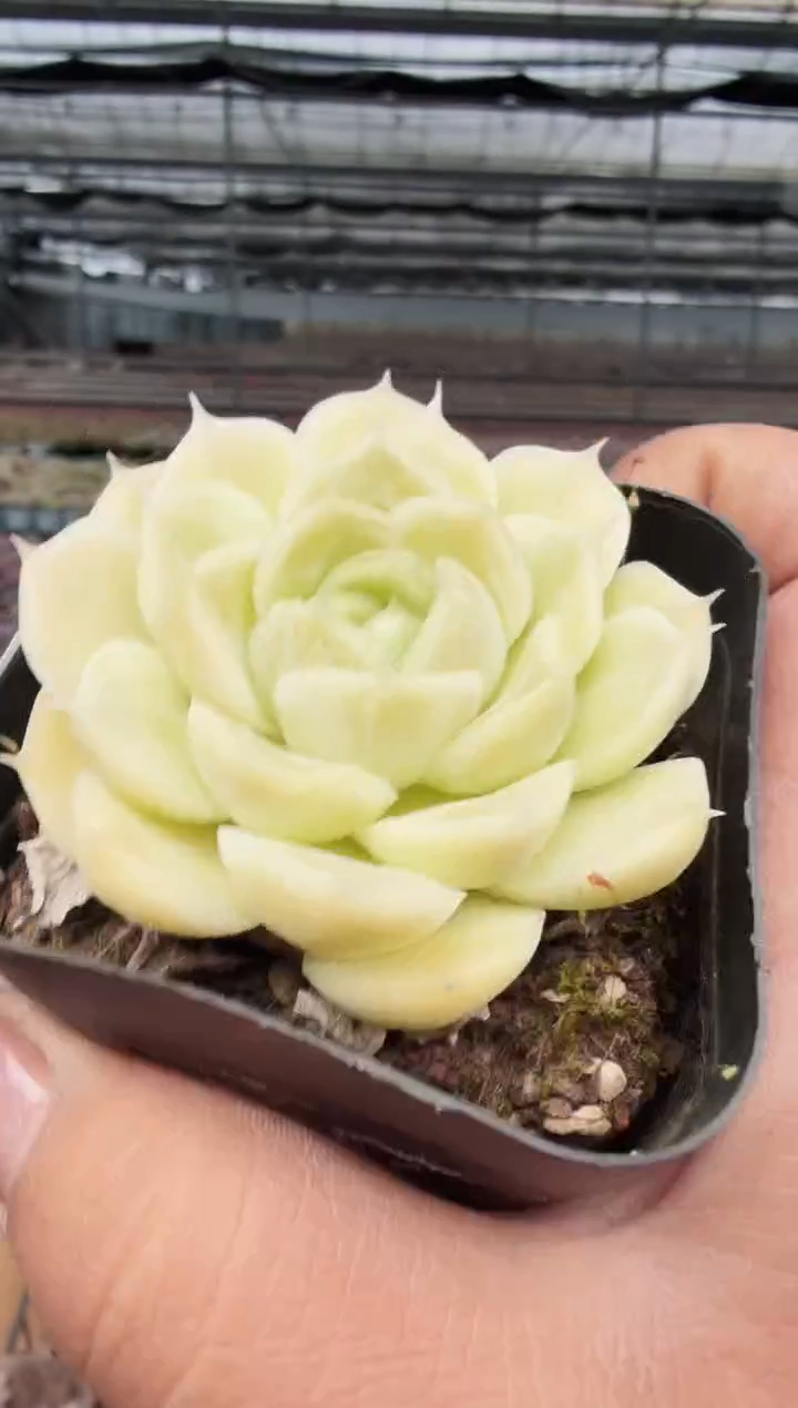 东云多肉园新款-395