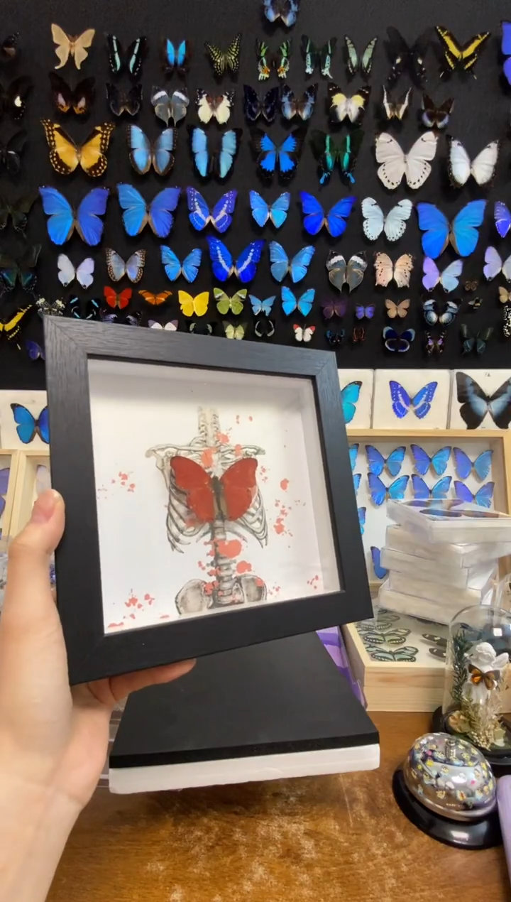 有机玻璃一物一拍之血漪蛱蝶