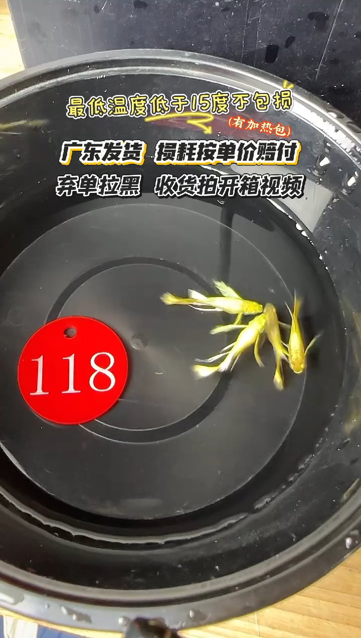 孔雀鱼118 黄金长公4条
