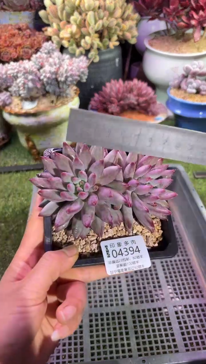 【闪购商品】04394