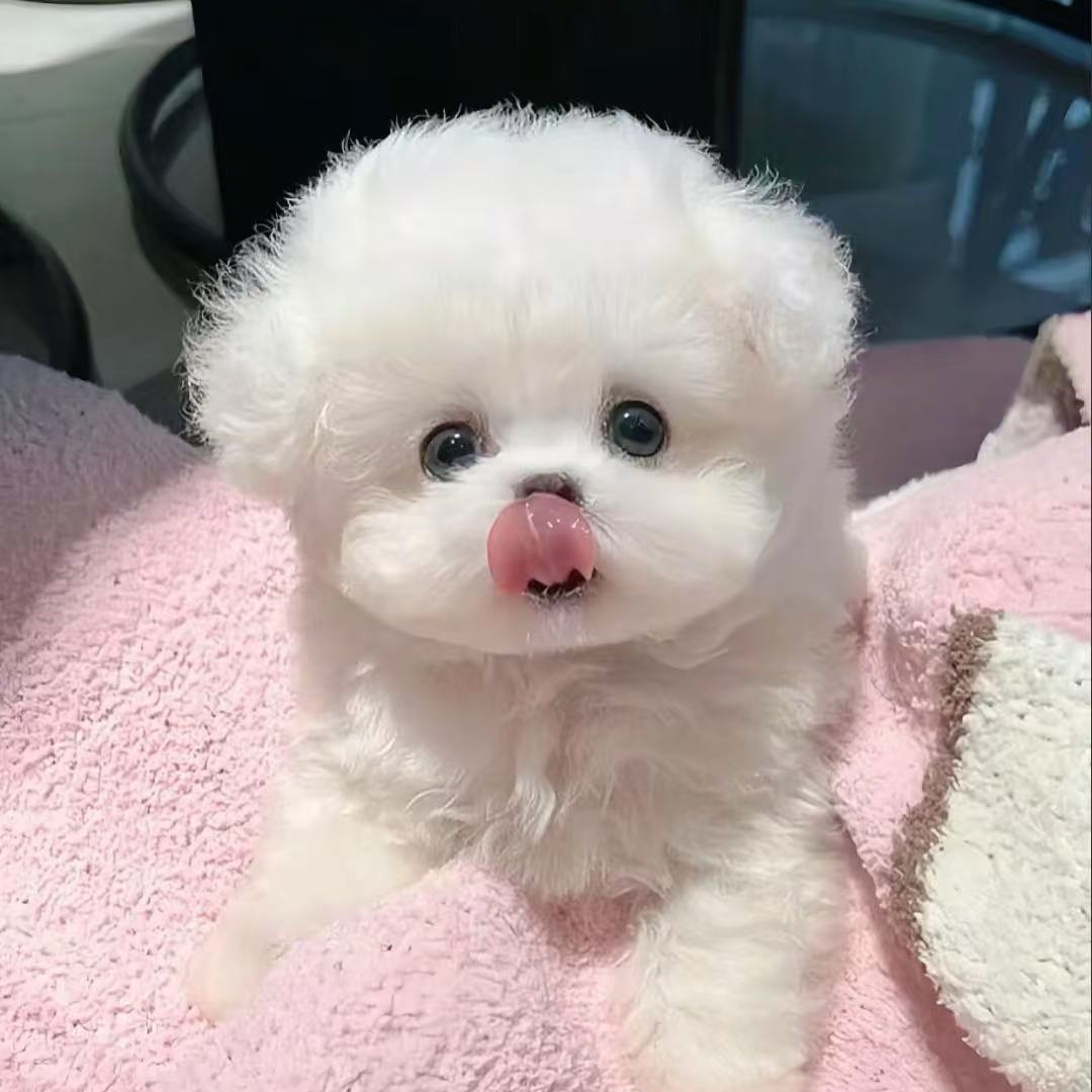 【秋小秋】宠物狗狗活体全款链接