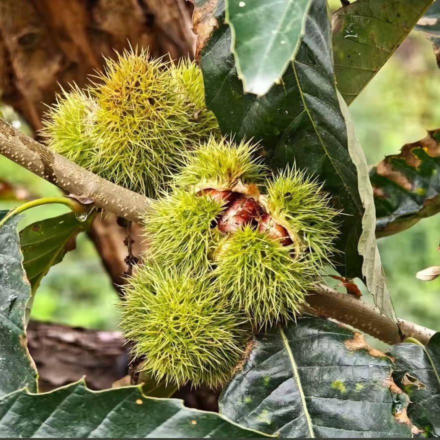 【承德特产】兴隆板栗燕山山脉新鲜板栗5斤大果粉糯甜