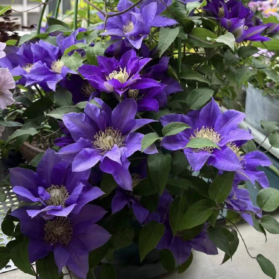 铁线莲奥林匹亚大道矮生花苗庭院阳台花卉盆栽观花植物