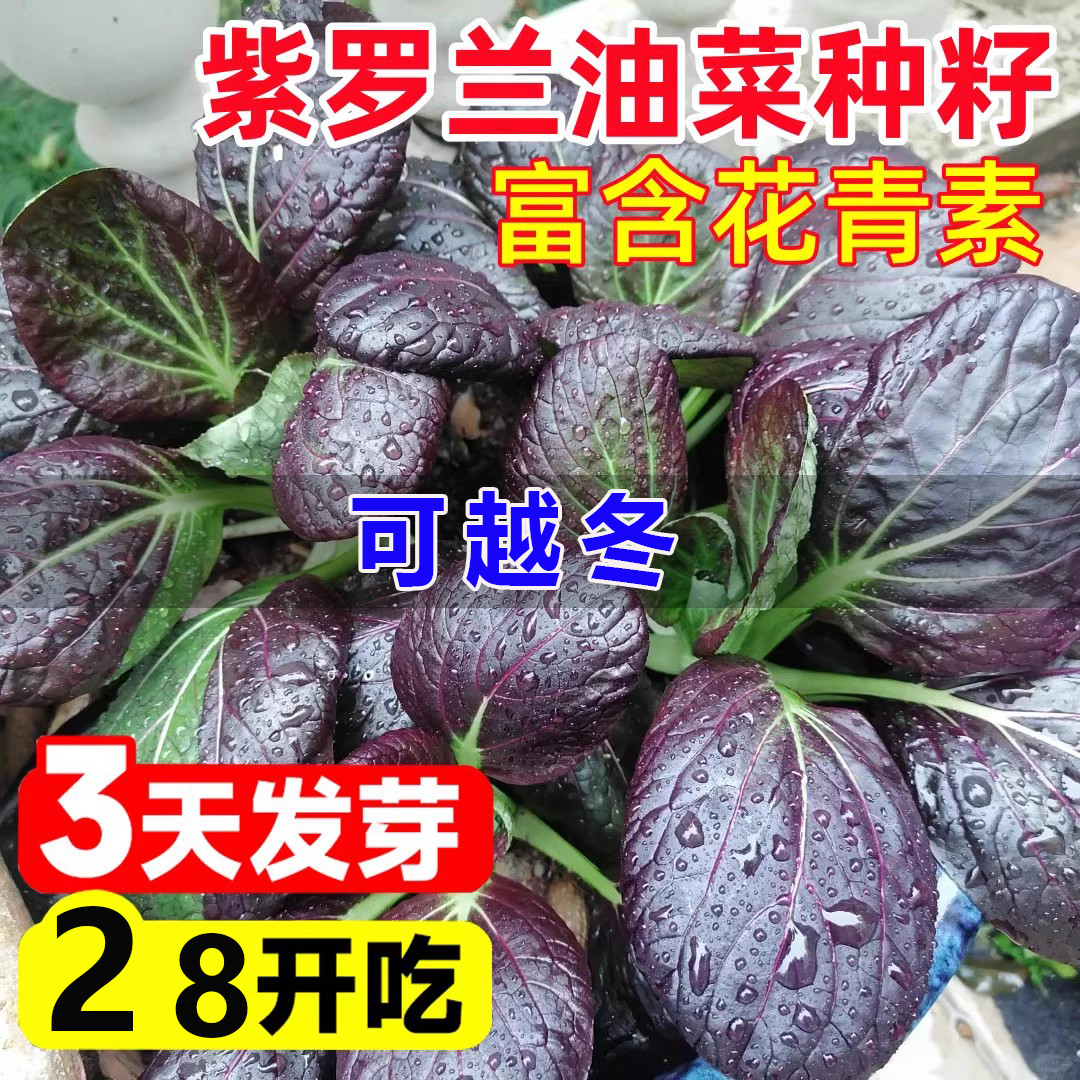【紫罗兰油菜种子】紫色上海青种籽小青菜秋冬阳台田园耐寒蔬菜种子