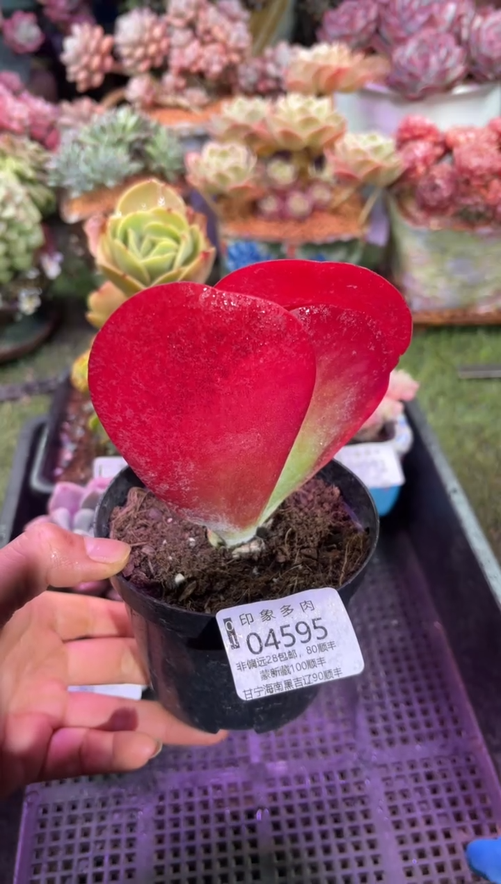 【闪购商品】04595