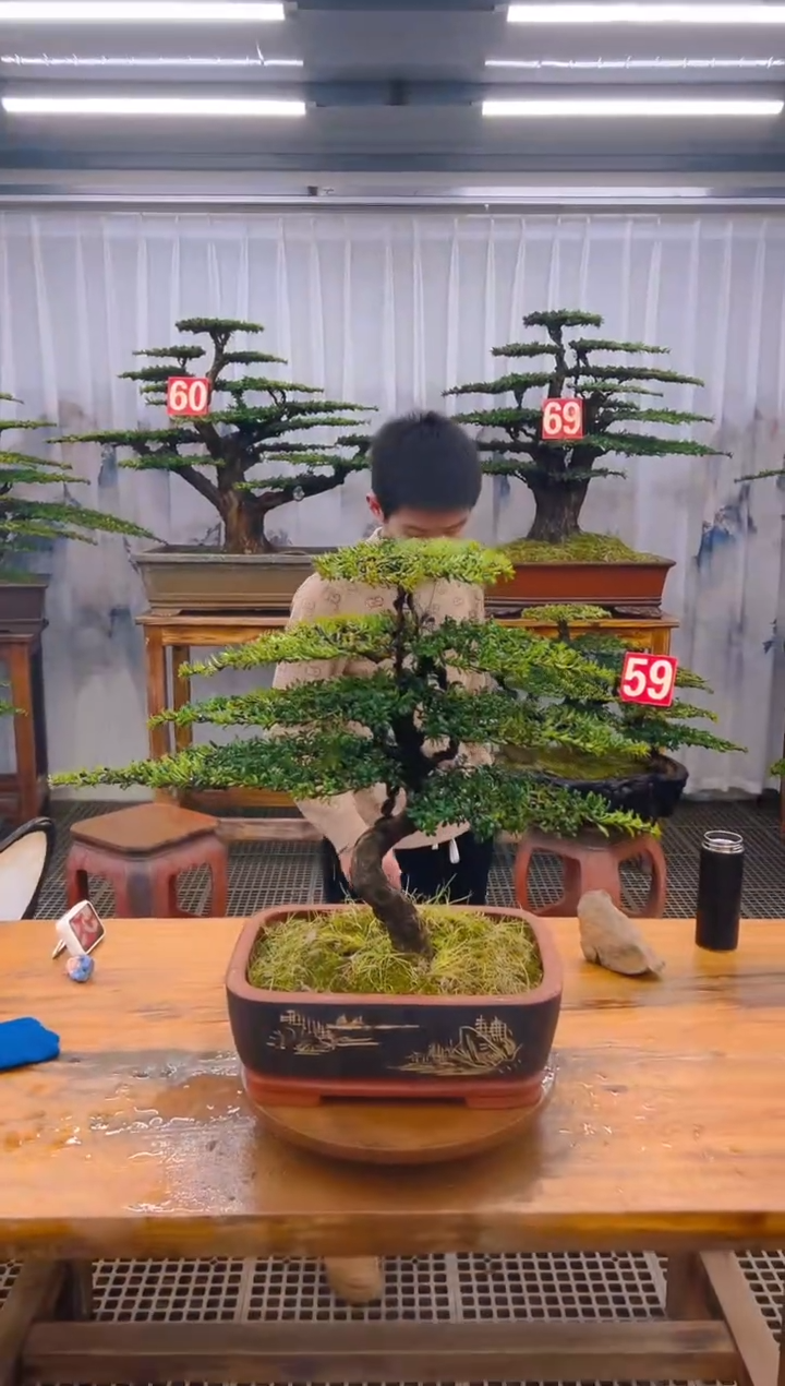 【闪购商品】紫砂精品盆景直播间一物一拍