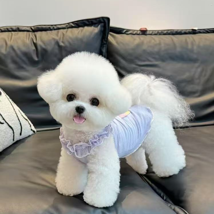 麦兜家的精品韩系比熊