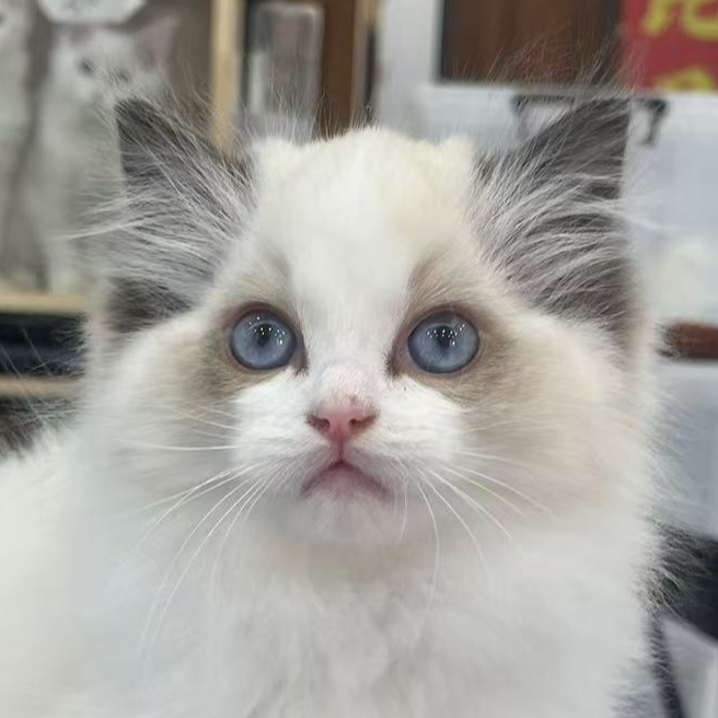 来了姊妹-海双布偶 妹妹  5