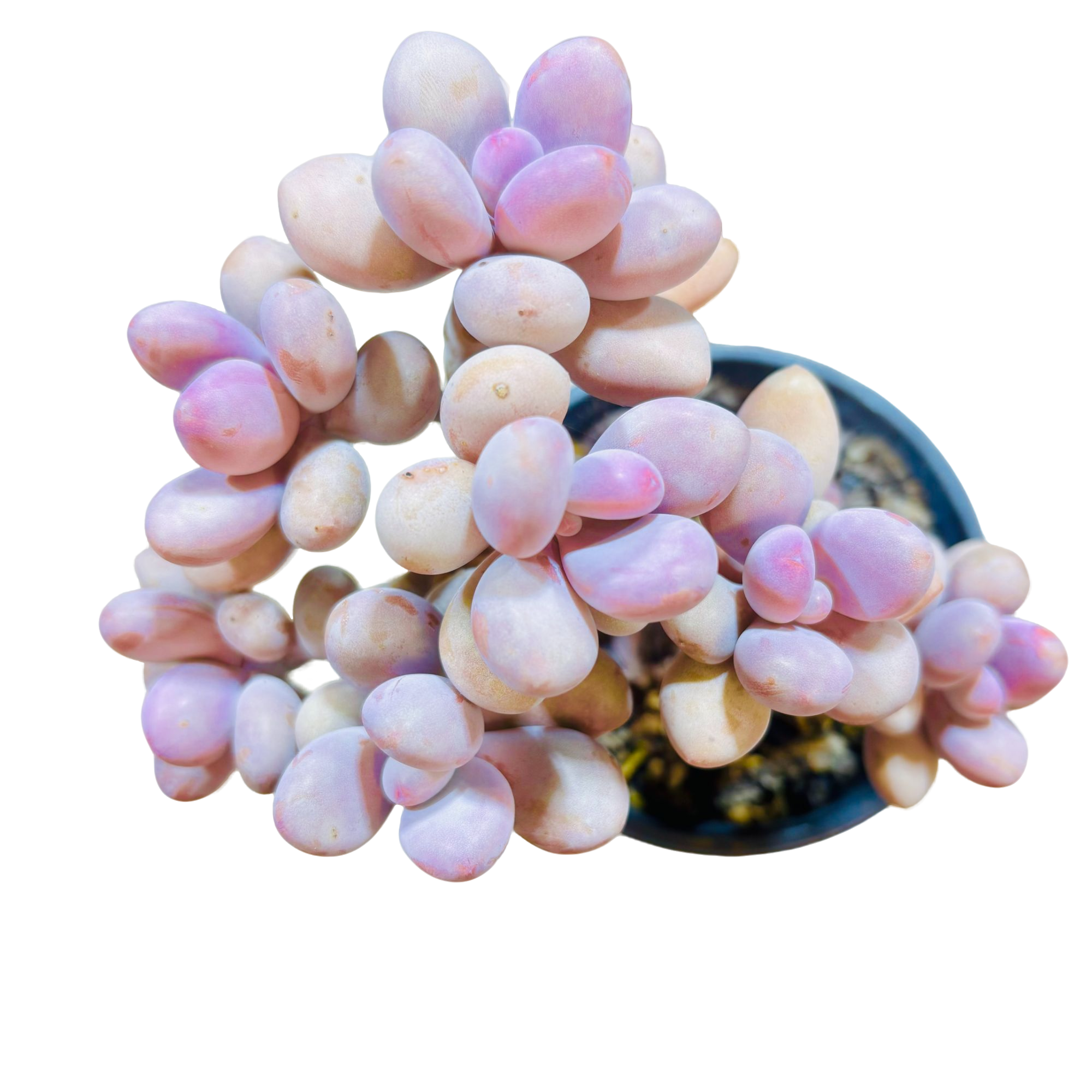 桃蛋优选精品多肉   新手好养满9.9包邮直播间为标准发货星花怒放