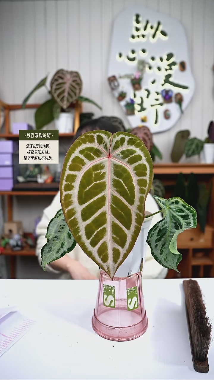 完全开放y85女团杂