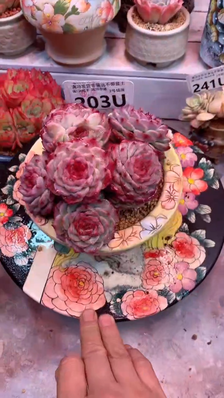 203 U（一物一拍，精品多肉，w所见即所得 ）