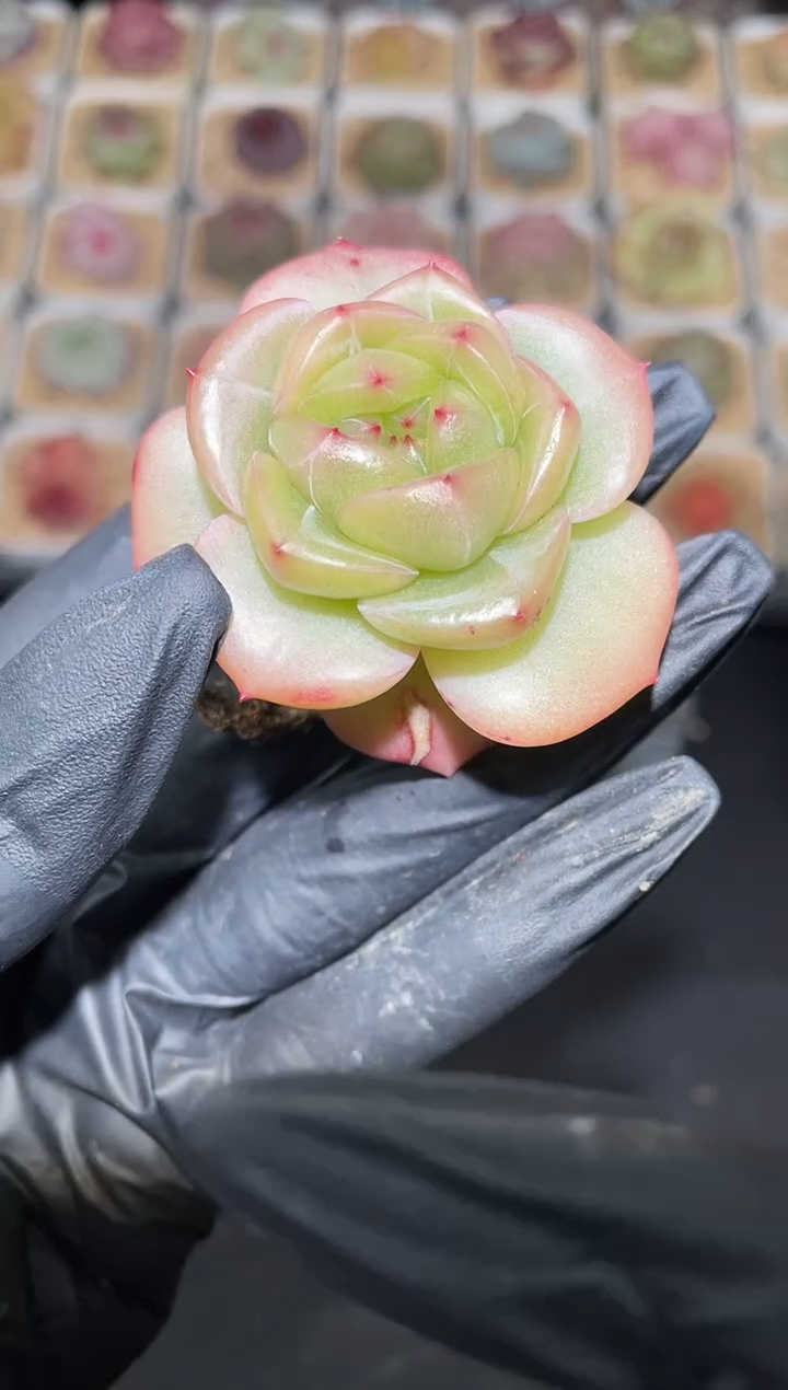 闪购2814 珠颜多肉一颗  4-4.5厘米