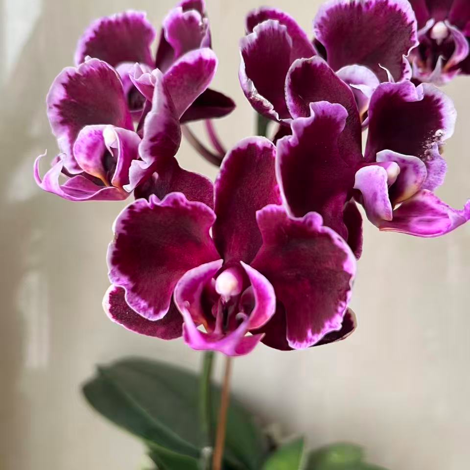 拉丁舞裙  蝴蝶兰3.5加高杯  带花剑   书桌  阳台  客厅好养绿植