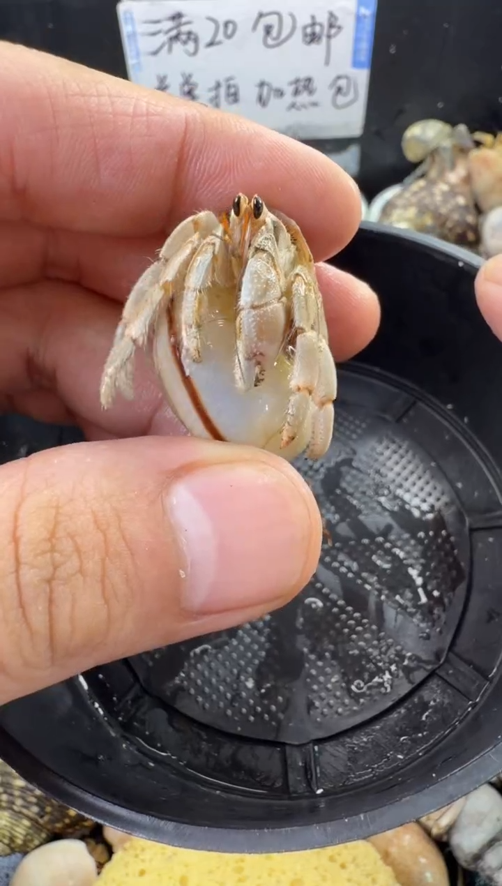 1.3口紫陆豆一只，不包全品