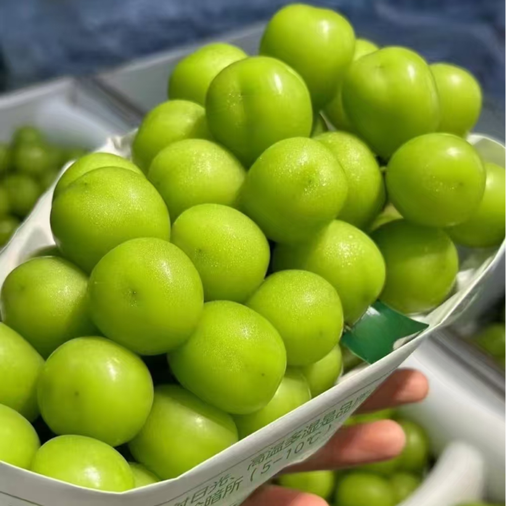 【精选礼盒装】”西域天香”云南宾川阳光玫瑰一份 净重3斤