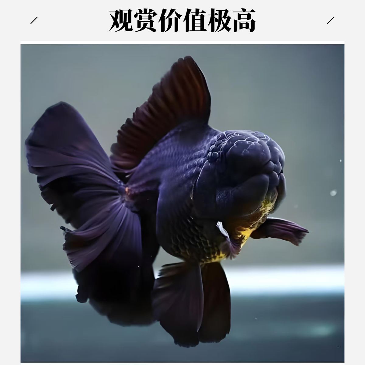 泰狮金鱼活体冷水观赏鱼好养耐活适合鱼缸饲养直播间专用链接