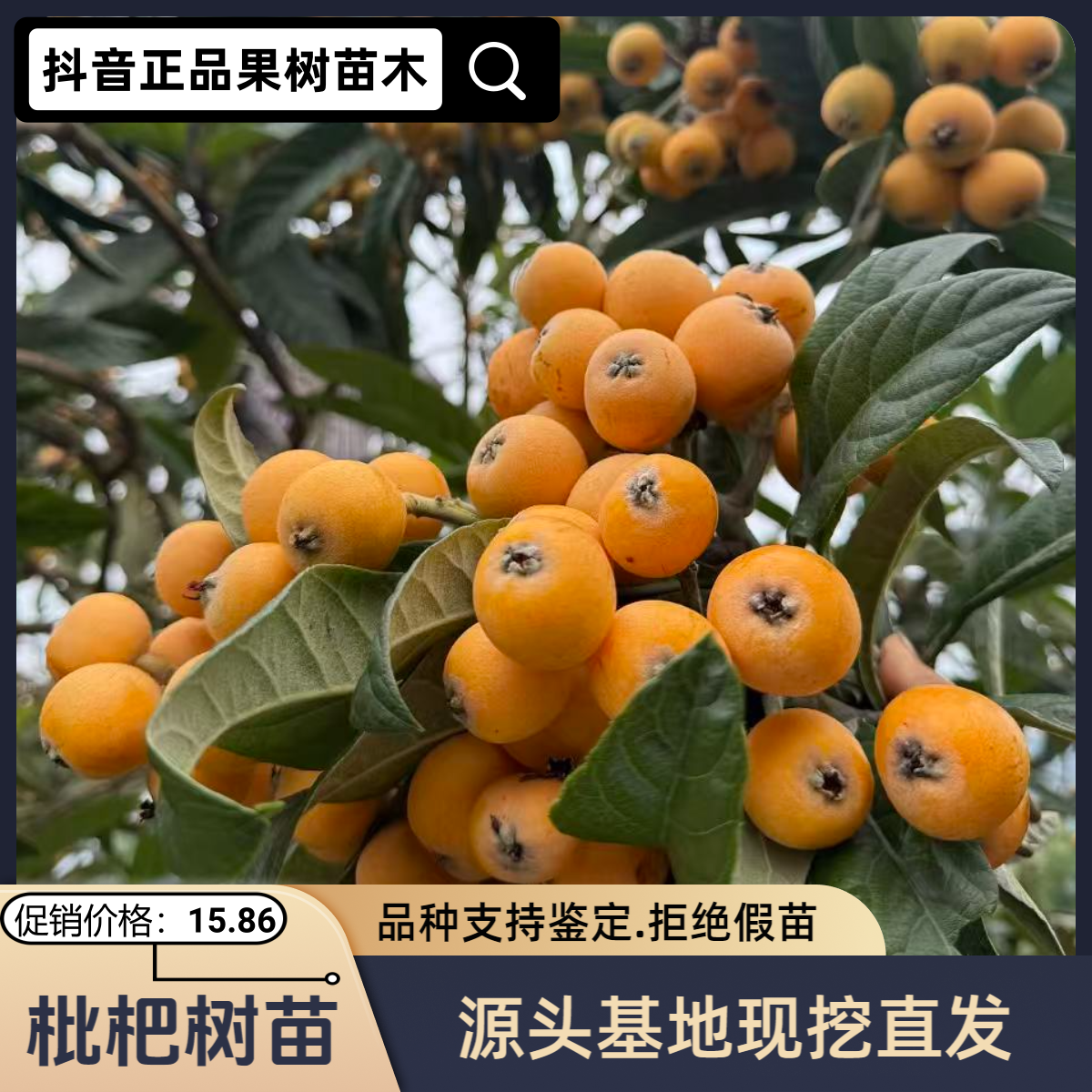 大五星枇杷树苗南北方庭院地栽阳台盆栽种植耐寒易活果树苗枇杷苗
