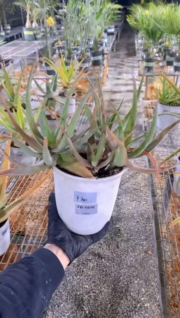 【闪购商品】原生芦荟脱土FB-1510
