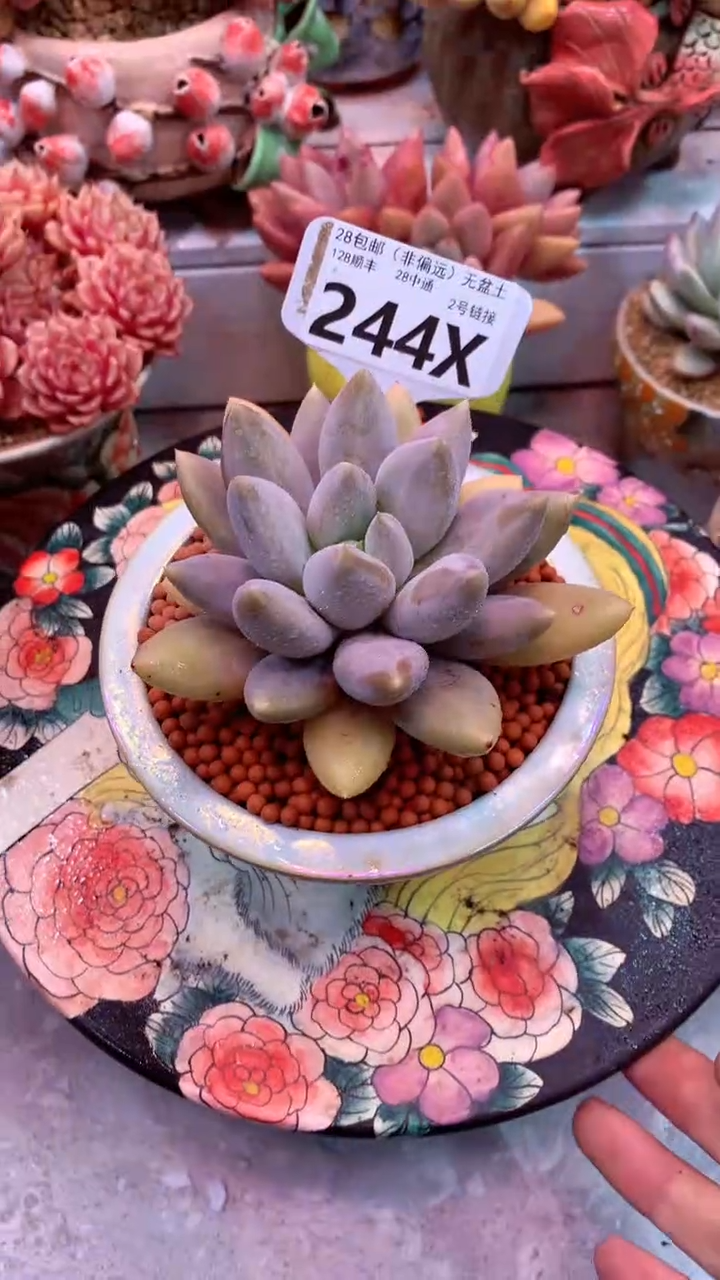 d****m244X（一物一拍，精品多肉，w所见即所得 ）
