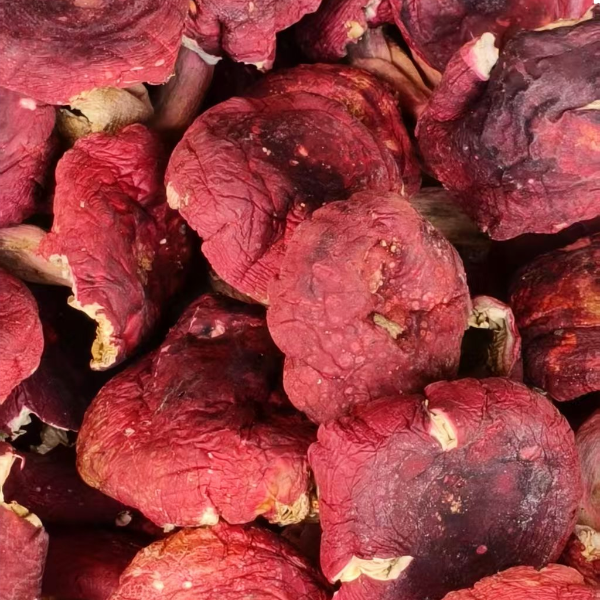 广西浦北寿乡家庭装红菇