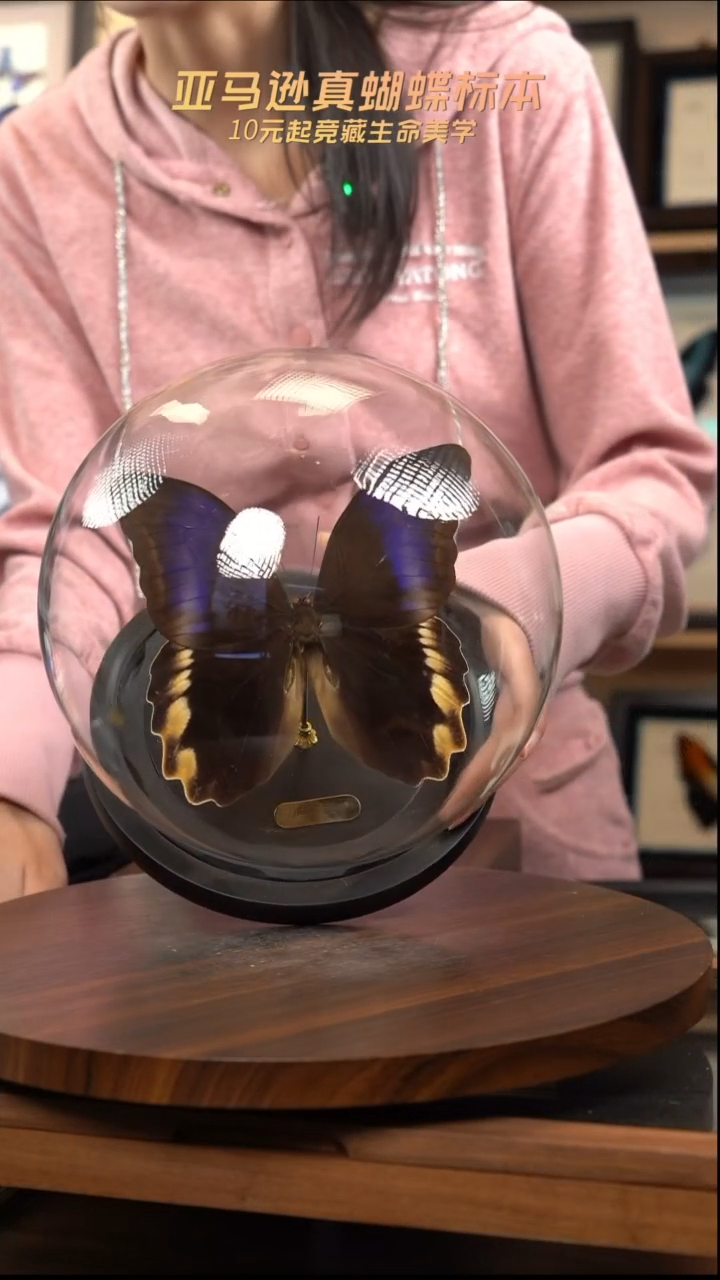 黑猫头鹰环蝶正面玻璃球款