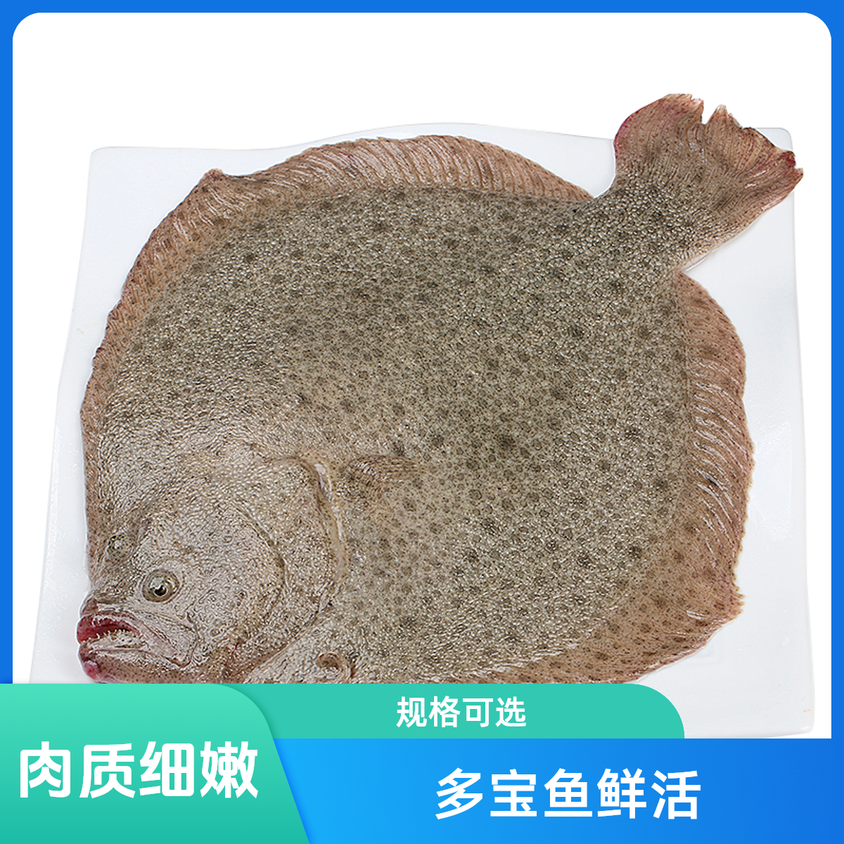 鲜活多宝鱼 默认宰杀（规格自选）