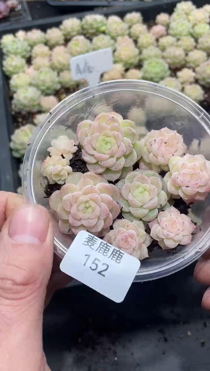 152月痕       量拍