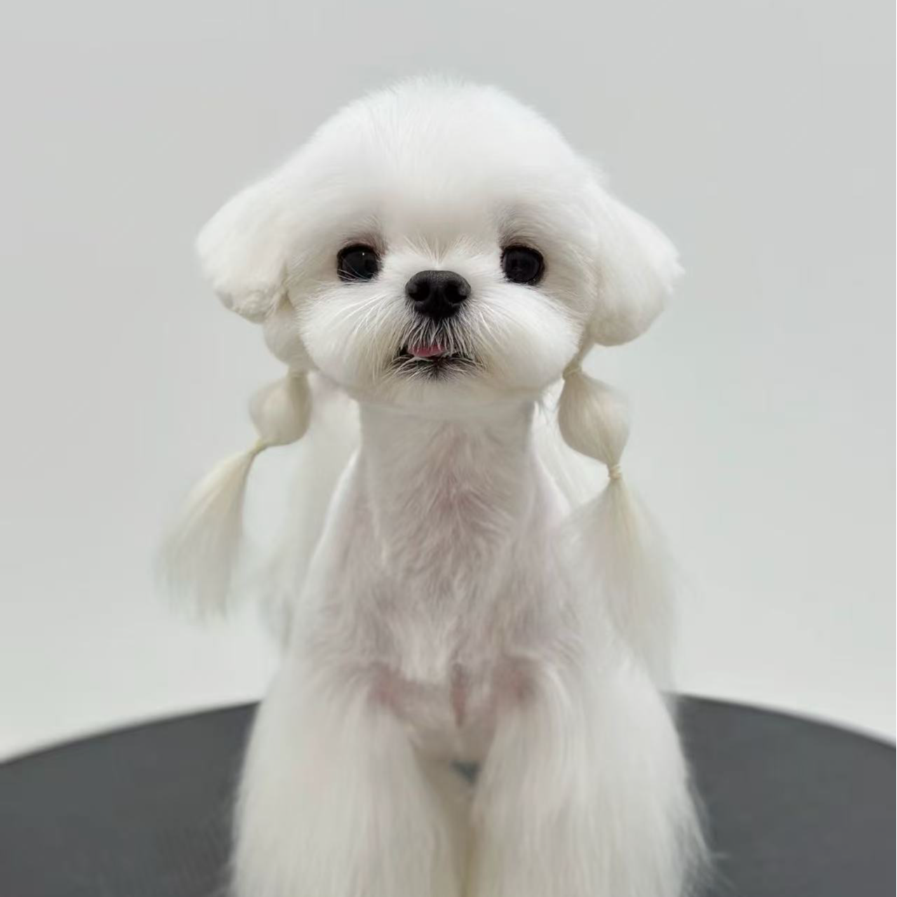 【中瑞马家尔济斯】狗狗活体链接