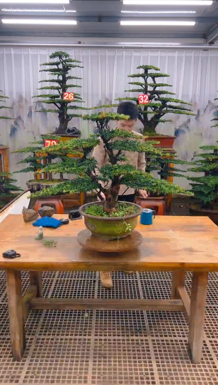 无花朵精品盆景直播间一物一拍