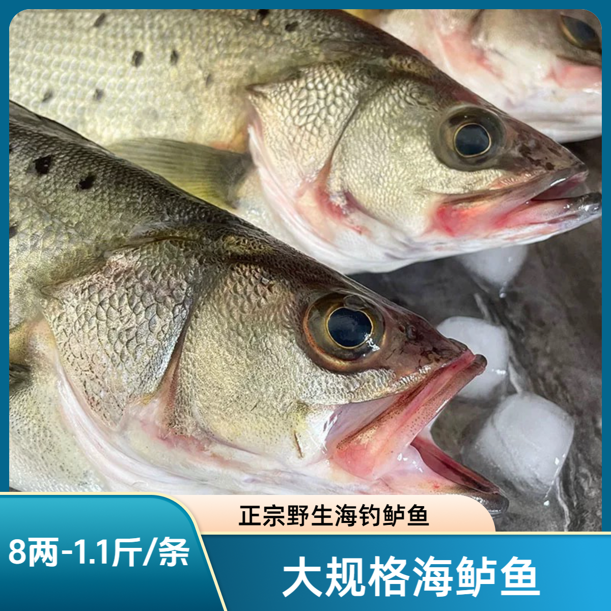 浙江东海舟山海钓鲈鱼大规格正宗野生海鲈鱼冰鲜顺丰冷链包邮发货